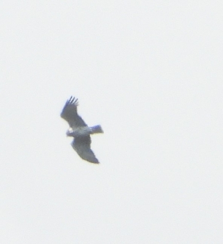 Circaetus gallicus gallicus
