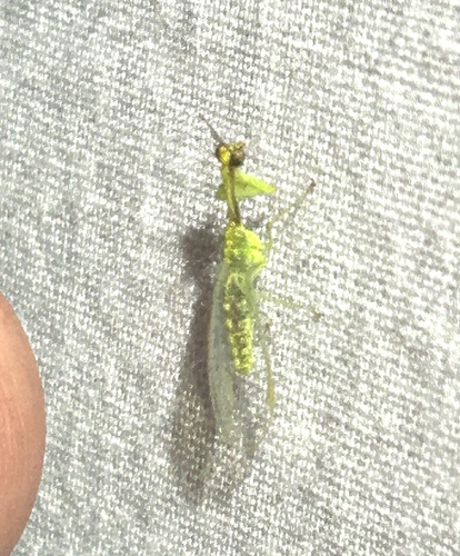 Zeugomantispa minuta