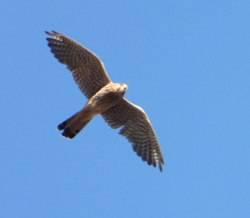 Eurasian Kestrel