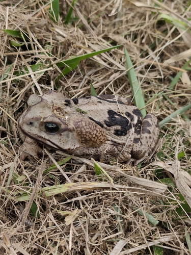 Yellow Cururu Toad