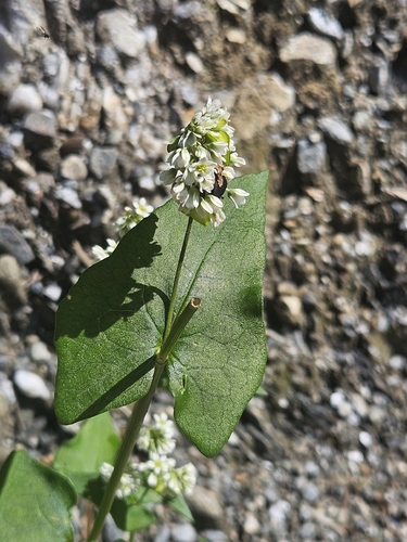Common Buckwheat