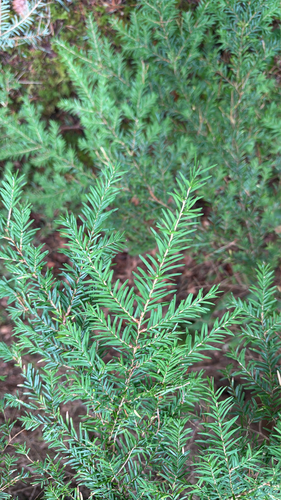 western hemlock