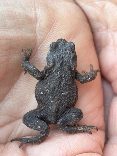 European Toad
