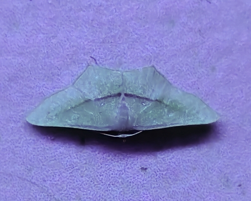 Acacia Blood Vein Moth