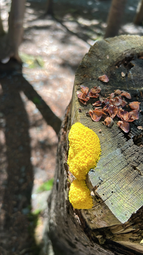 Dog Vomit Slime Mold