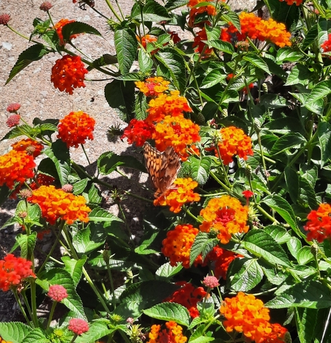 Variegated Fritillary