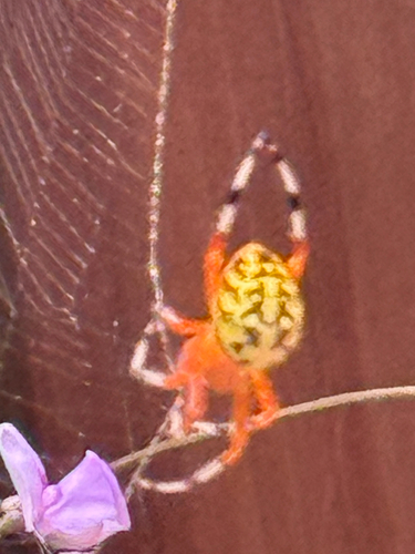Marbled Orbweaver