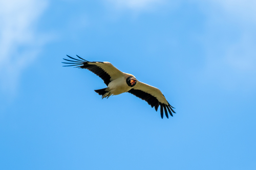 King Vulture