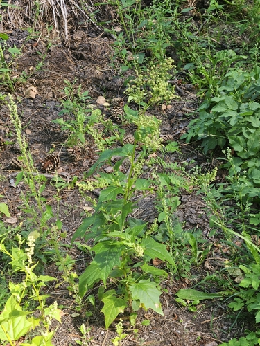 Eurasian maple-leaved goosefoot