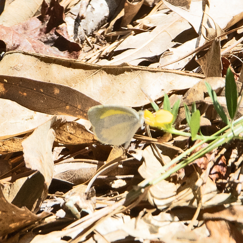 Barred Yellow