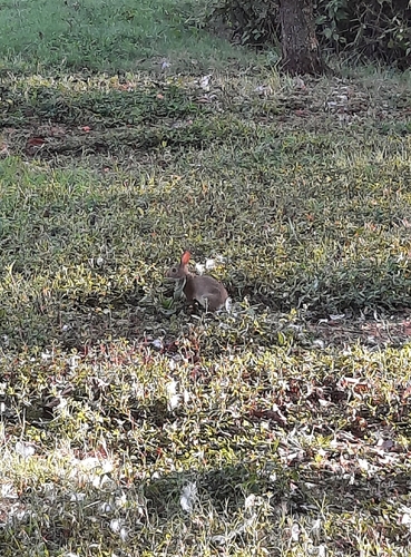 Eastern Cottontail