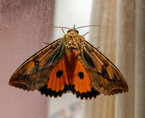 Dot-underwing Moth