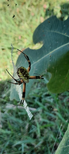 Yellow Garden Spider
