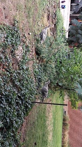 Wild Turkey