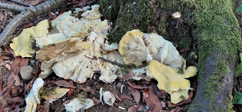 chicken of the woods