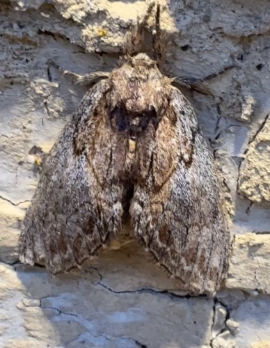 Oval-based Prominent