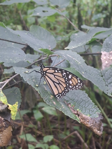 Monarch
