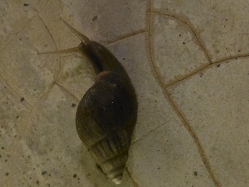 African Giant Snail