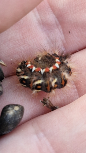 Knot Grass Moth