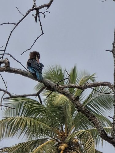 White-throated Kingfisher