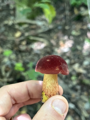 two-colored bolete