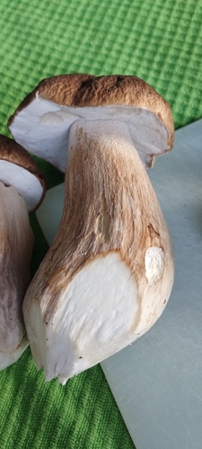 King Bolete