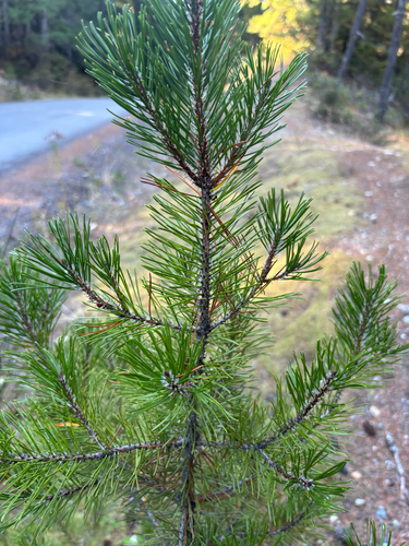 Shore Pine