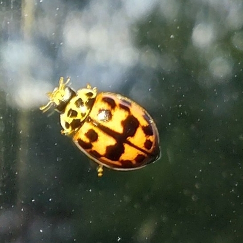 Poplar Ladybird Beetle