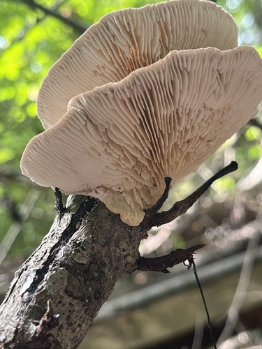 Gilled Polypore