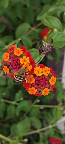 Amegilla garrula
