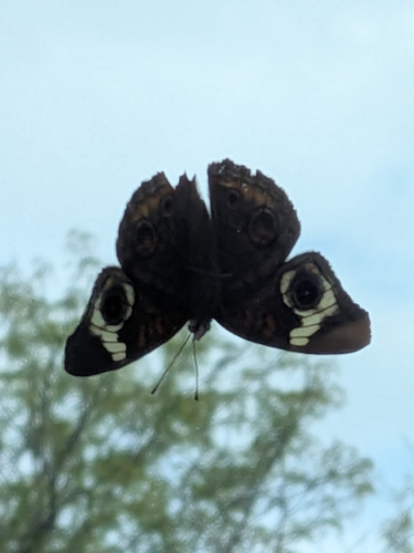 Common Buckeye