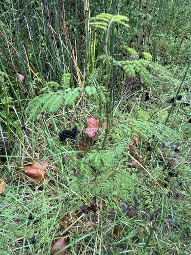 Illinois bundleflower