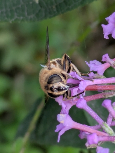Common Drone Fly