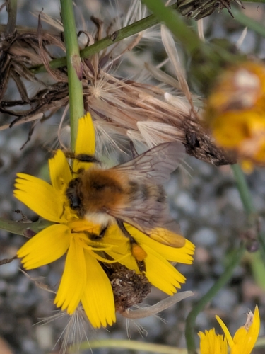 Common Carder Bumble Bee