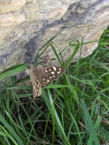 Speckled Wood