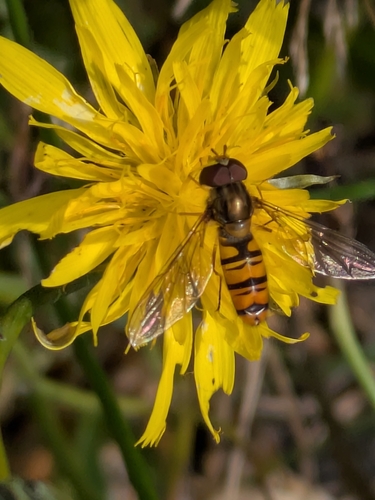 Marmalade Hover Fly
