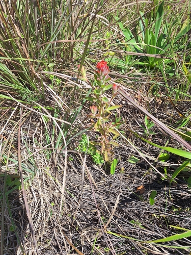 Castilleja arvensis pastorei