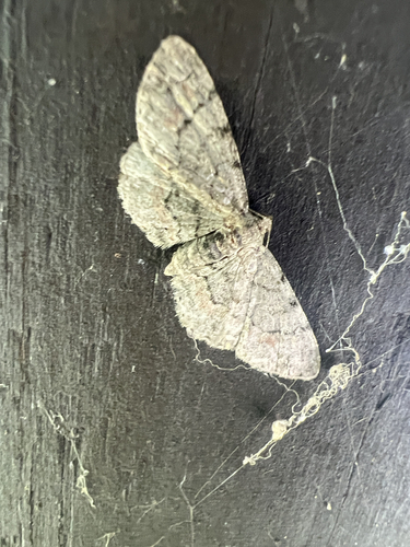 Texas Gray