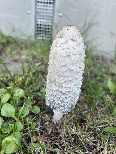 Shaggy Mane