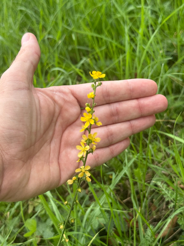 common agrimony