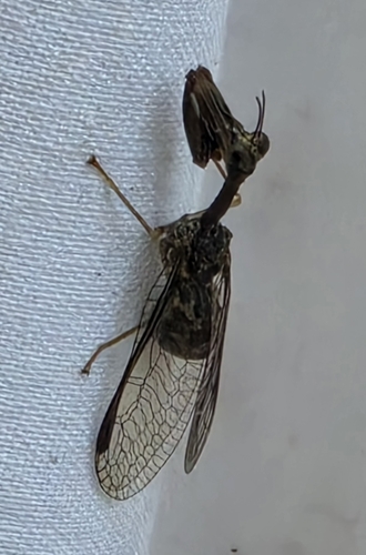 Say's Mantidfly