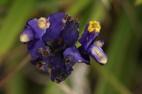 Burmannia disticha