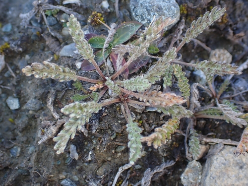 Dwarf Milfoil