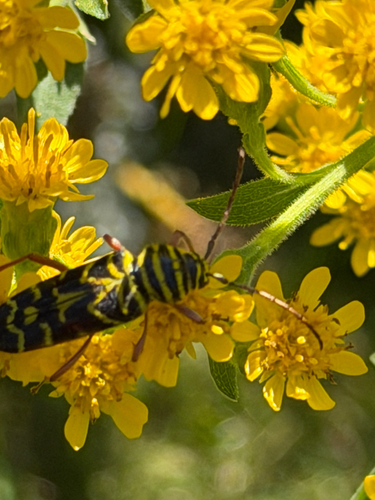 Locust Borer