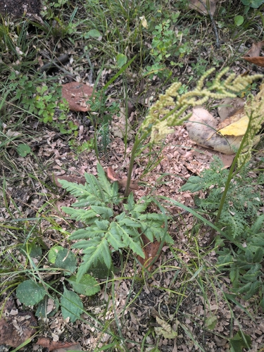 bronze fern