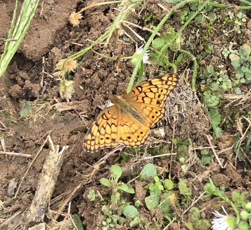 Variegated Fritillary
