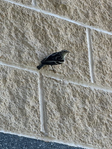 Black-and-white Warbler