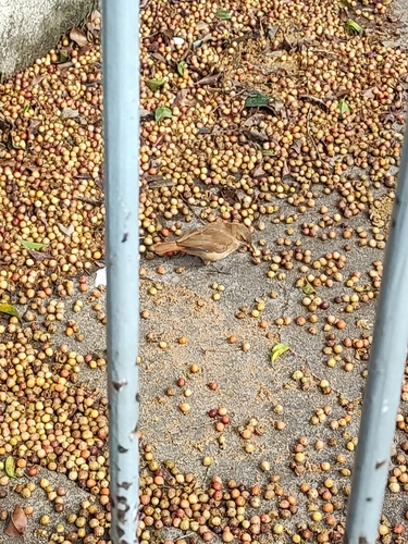 Rufous Hornero