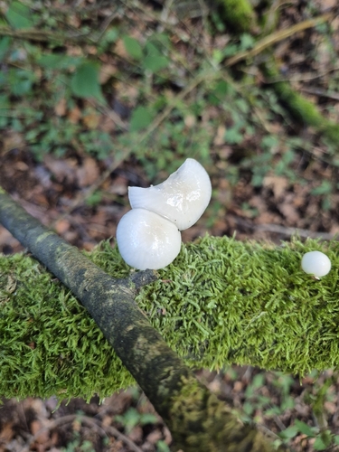 porcelain mushroom