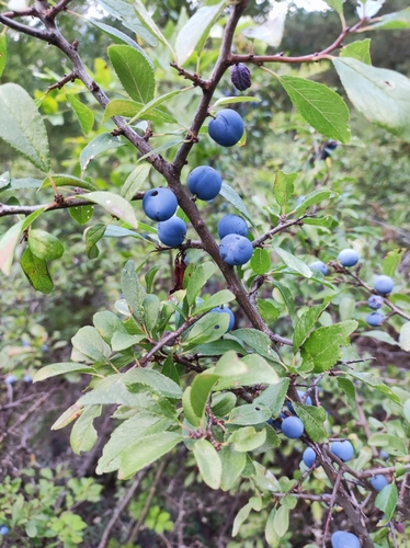 Blackthorn